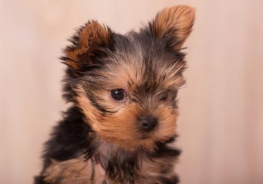 Güzel köpek yavrusu Yorkshire Terrier poz