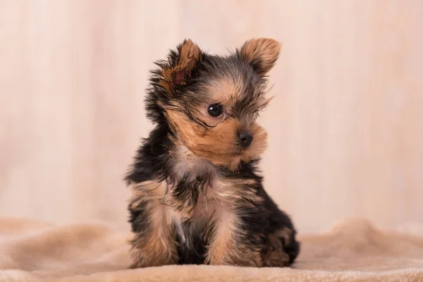 Güzel köpek yavrusu Yorkshire Terrier poz — Stok fotoğraf