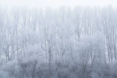 Dalları kaplı hoar-frost Park