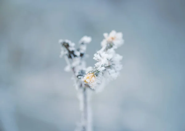 Frozen flower in winter with the hoar-frost