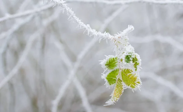 Piante congelate in inverno con il gelo-razzo — Foto Stock