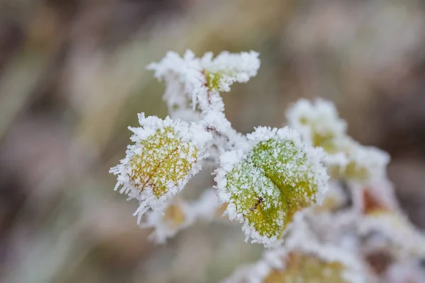 Frozen plants in winter with the hoar-frost