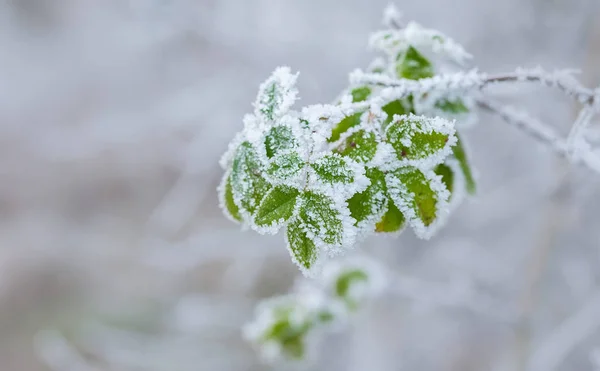 Piante congelate in inverno con il gelo-razzo — Foto Stock