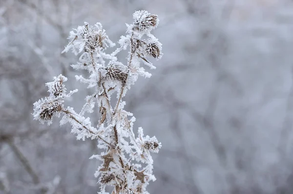 Piante congelate in inverno con il gelo-razzo — Foto Stock