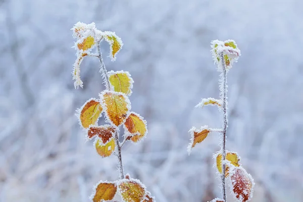 Piante congelate in inverno con il gelo-razzo — Foto Stock