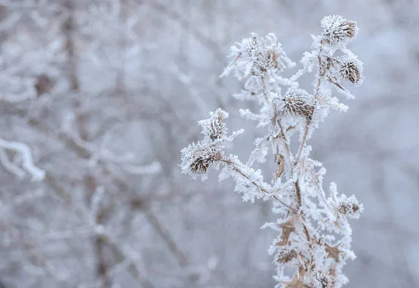 Bevroren planten in de winter met de hoar-vorst — Stockfoto