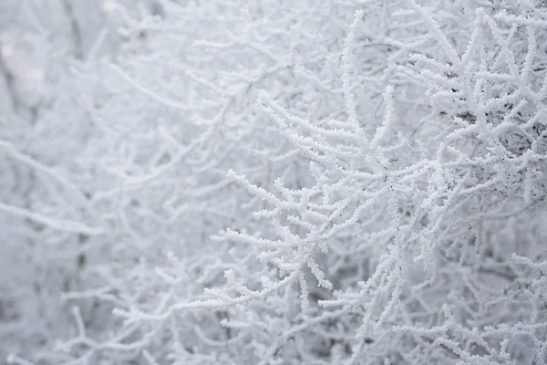 Rami coperti hoar-frost nel parco — Foto Stock