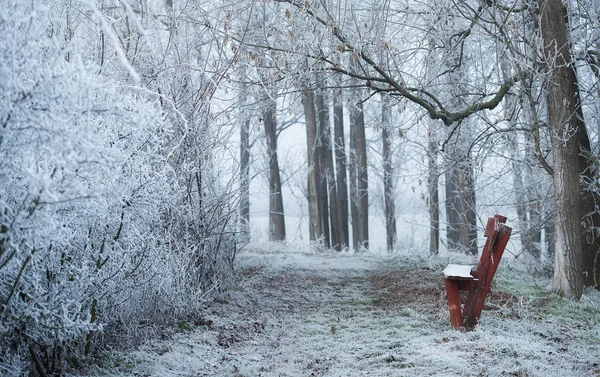 Одинокая скамейка в замороженном парке зимним утром — стоковое фото