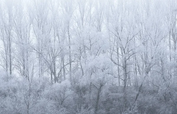 在公园里的树枝白霜 — 图库照片