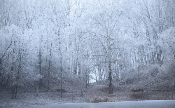 Branches covered hoar-frost in the park — Stock Photo, Image