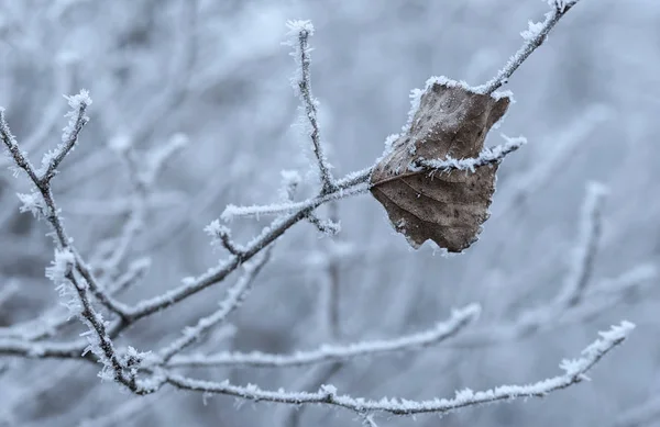 Dry leaf on the frosted branch — Stock Photo, Image