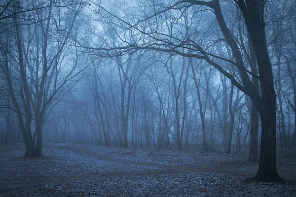 Noite assustadora da floresta — Fotografia de Stock