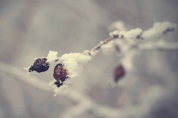 Neve su rosa canina — Foto Stock