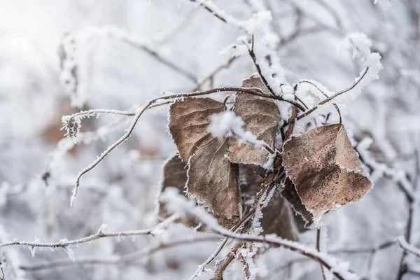 Dry leaf on the frosted branch — Stock Photo, Image