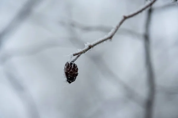 Снег на шиповнике — стоковое фото
