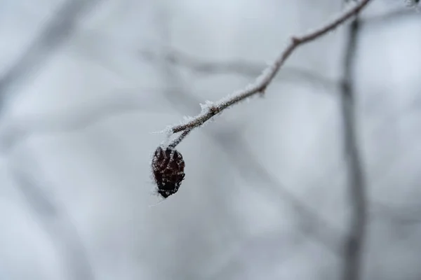 Neve su rosa canina — Foto Stock