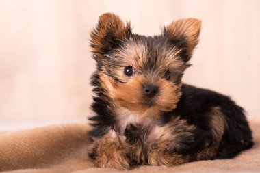 Güzel köpek yavrusu Yorkshire Terrier poz