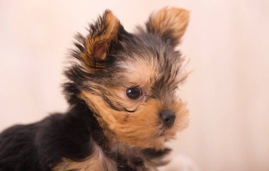 Güzel köpek yavrusu Yorkshire Terrier poz