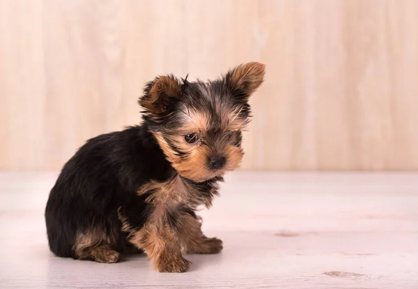 美しい子犬ヨークシャー テリアのポーズ — ストック写真