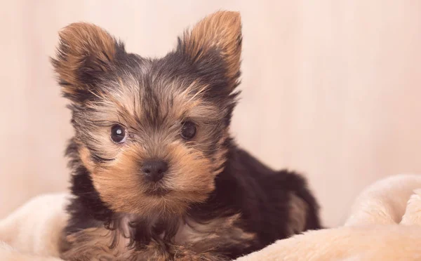 Güzel köpek yavrusu Yorkshire Terrier poz — Stok fotoğraf