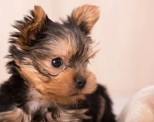 Güzel köpek yavrusu Yorkshire Terrier poz — Stok fotoğraf