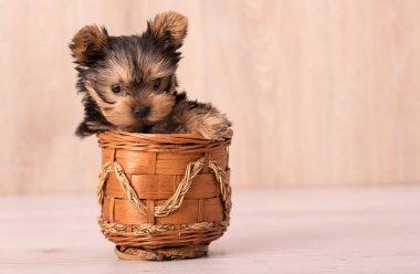 Güzel köpek yavrusu Yorkshire Terrier poz