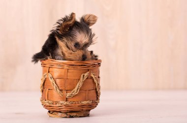 Güzel köpek yavrusu Yorkshire Terrier poz