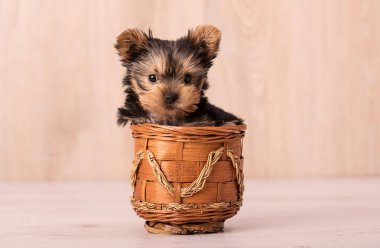 Güzel köpek yavrusu Yorkshire Terrier poz