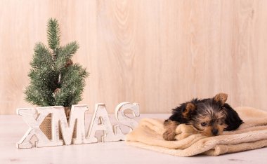 Noel kavramı ile çok güzel bir Yorkshire korkunç