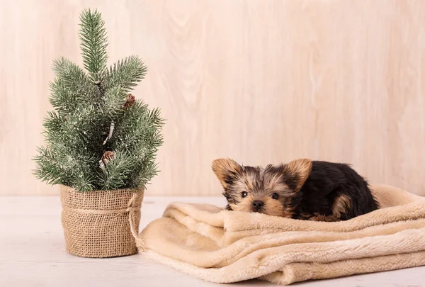 Concepto de Navidad con un adorable Yorkshire Terrier —  Fotos de Stock