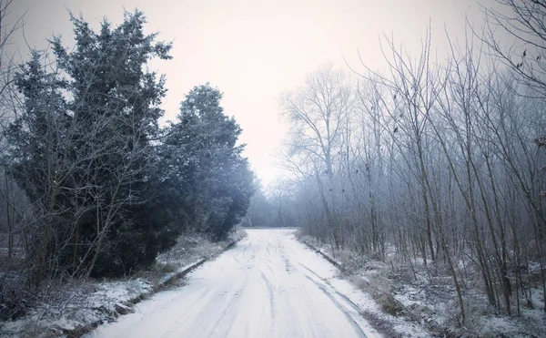 Ormanda kış yolu — Stok fotoğraf