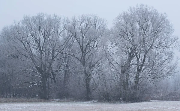 Winter scene in the park — Stock Photo, Image