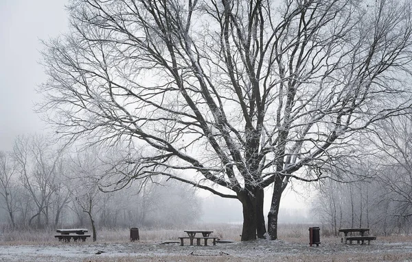 Winter scene in the park — Stock Photo, Image