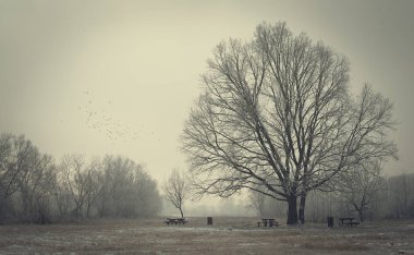 Kış parkındaki banklar
