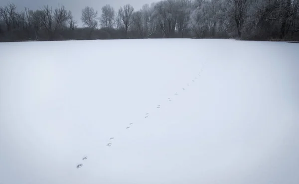Animal footprints on the snow — Stock Photo, Image