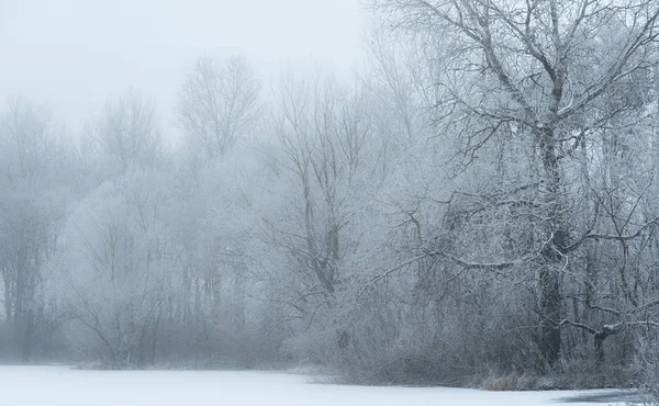 Paisaje invernal en el bosque — Foto de Stock