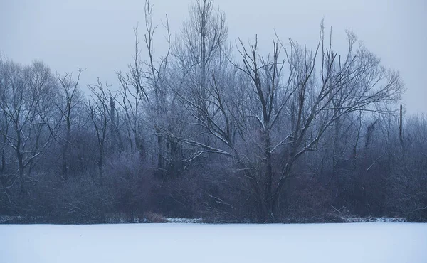 Bosque de invierno un día helado — Foto de Stock