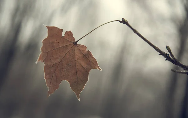 Сухой лист на ветке — стоковое фото
