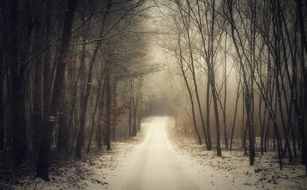 Path in the winter forest — Stock Photo, Image