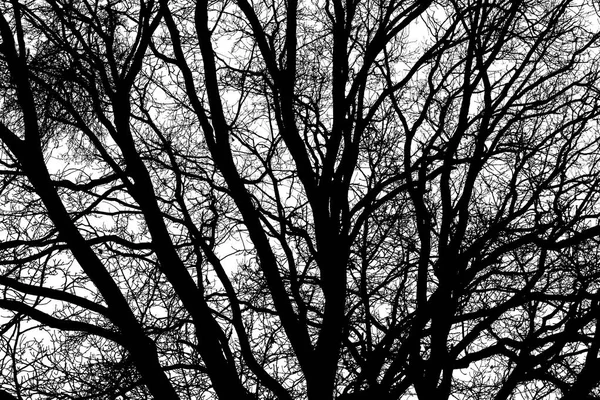 Tree branches texture — Stock Photo, Image
