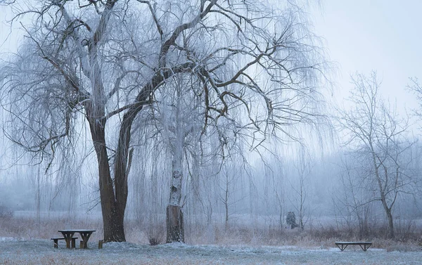 Лавки в зимовому парку — стокове фото
