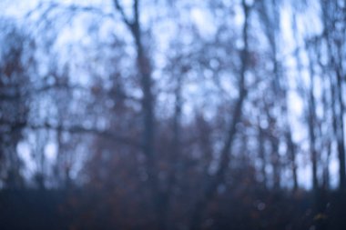 Ormanın bulanık fotoğraf