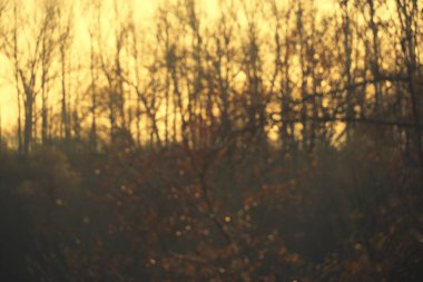 Ormanın bulanık fotoğraf