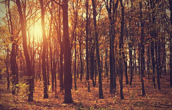 Coucher de soleil dans la forêt — Photo