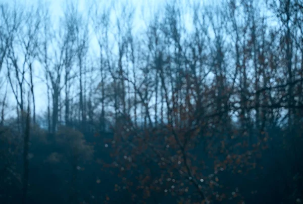 Ormanın bulanık fotoğraf