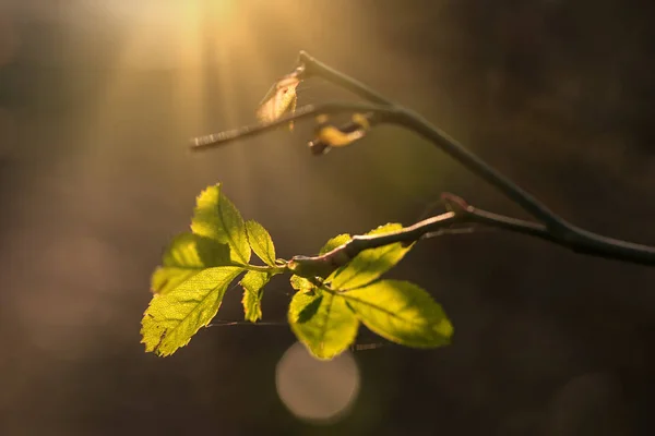 Closeup photo of fresh leaf on branch in spring — Stock Photo, Image