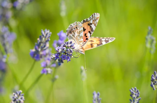 Foto de una mariposa y lavanda —  Fotos de Stock