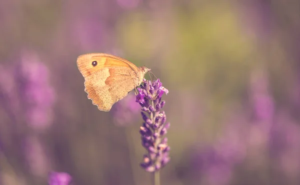 Foto de borboleta e flor de lavanda — Fotografia de Stock