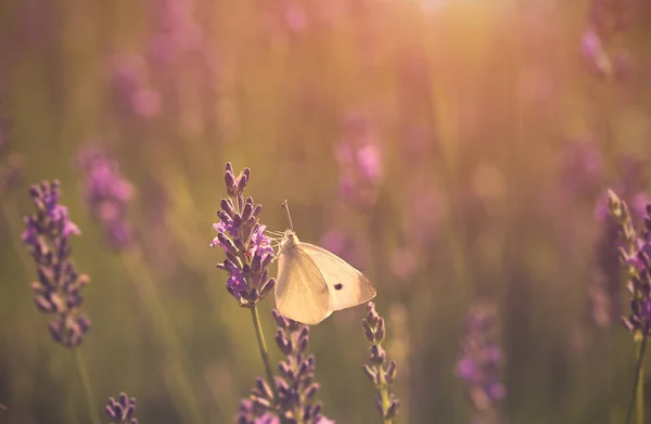 Фото бабочки и цветка лаванды — стоковое фото