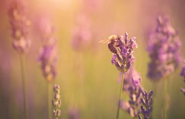 Closeup photo of a bee and lavender flower — Stock Photo, Image
